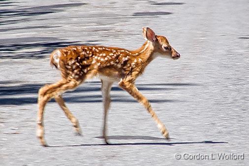 Bambi On The Road_DSCF01983.jpg - Photographed near Chaffeys Locks, Ontario, Canada.